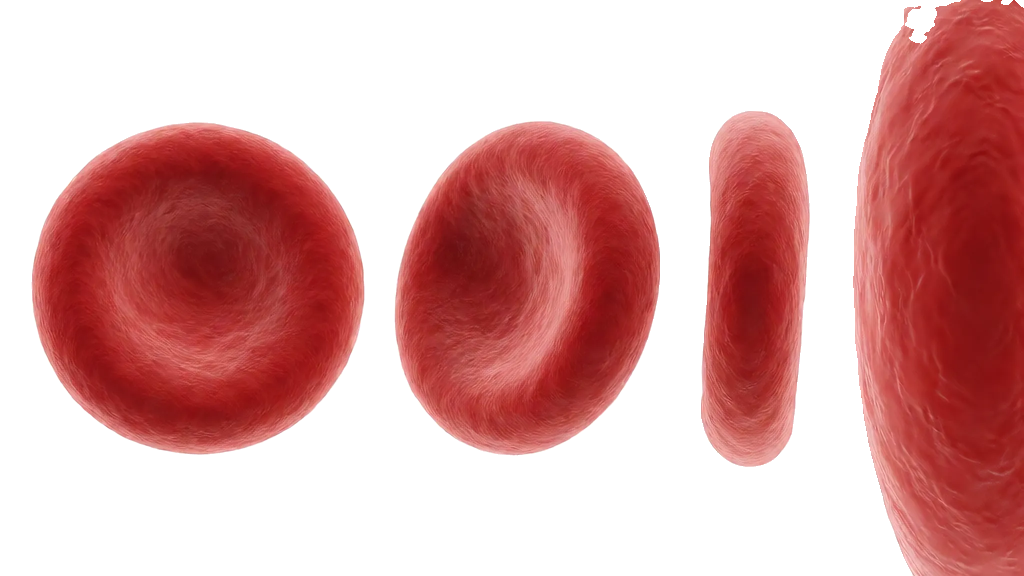 La planche à quatre vues du globule rouge détourée en PNG transparent
