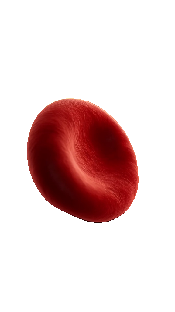 Le globule rouge protagoniste détouré en PNG transparent